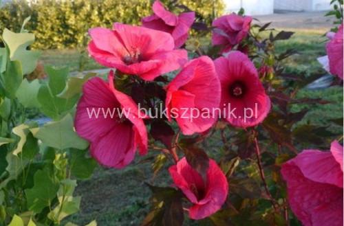 planet griotte 4.JPG