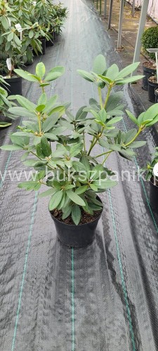 Różanecznik Grandiflora 2.jpg