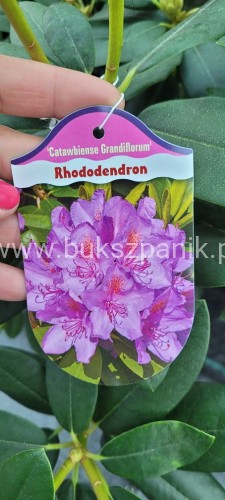 Różanecznik Grandiflora.jpg