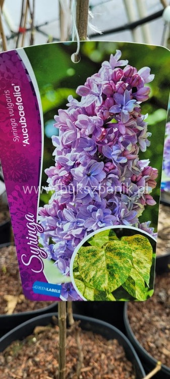 Lilak pospolity Aucubaefolia- bardzo pachnące wys. 60cm