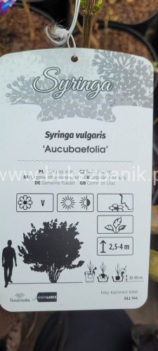 Lilak pospolity Aucubaefolia- bardzo pachnące wys. 60cm