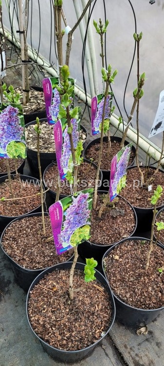Lilak pospolity Aucubaefolia- bardzo pachnące wys. 60cm