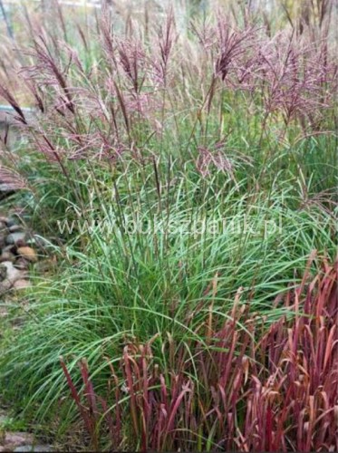 Miskant chiński Red Chief - Miscanthus sinensis Red Chief