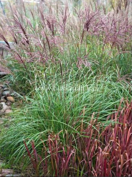Miskant chiński Red Chief - Miscanthus sinensis Red Chief