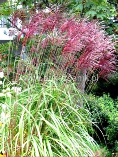 Miskant chiński Red Chief - Miscanthus sinensis Red Chief