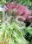 Miskant chiński Red Chief - Miscanthus sinensis Red Chief