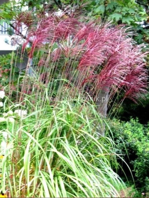 Miskant chiński Red Chief - Miscanthus sinensis Red Chief