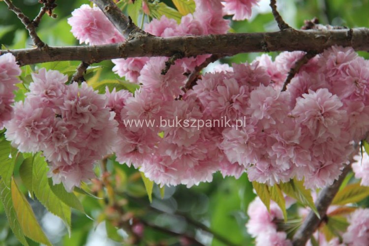 prunus kiku.jpg