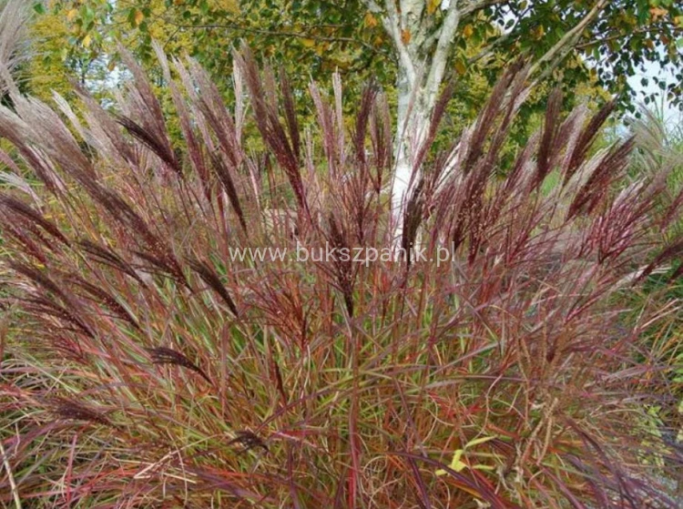 Miskant chiński Red Chief - Miscanthus sinensis Red Chief