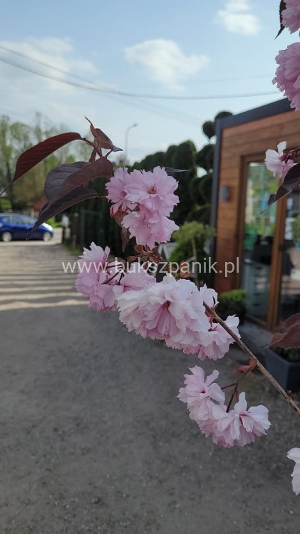Wiśnia piłkowana Royal Burgundy- Prunus serrulata
