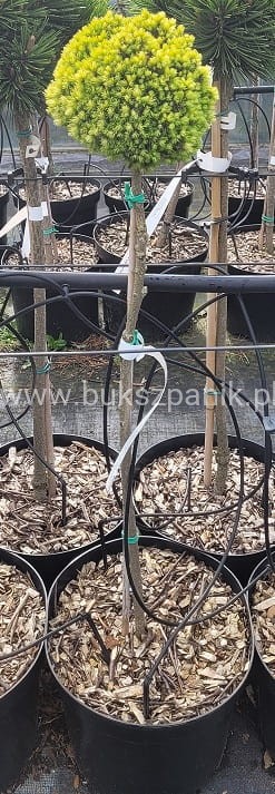 Świerk biały TENNIS BALL- Picea Glauca