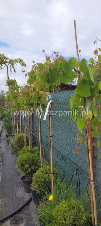 Grujecznik japoński PENDULA- Cercidiphyllum japonicum PA 130-165cm,
