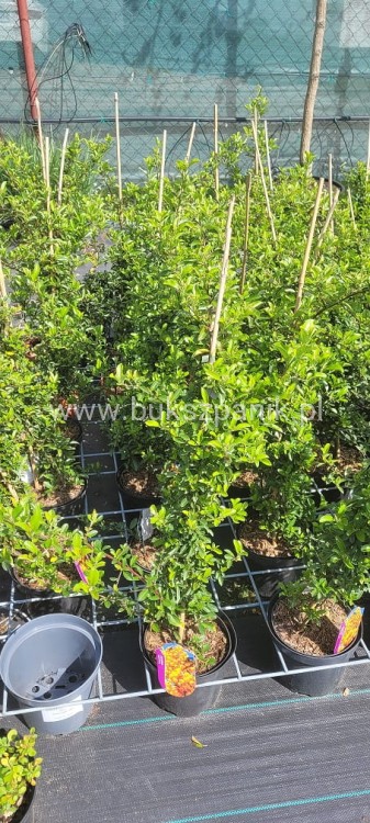 Ognik szkarłatny Soleil d'or - Pyracantha  coccinea C5