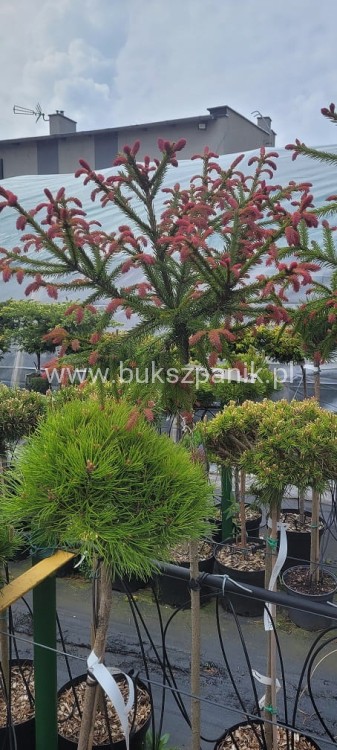 Świerk pospolity RYDAL - Picea abies Pa100-110cm
