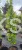 Grab pospolity FASTIGIATA - Carpinus betulus 200-240cm wys. 25l