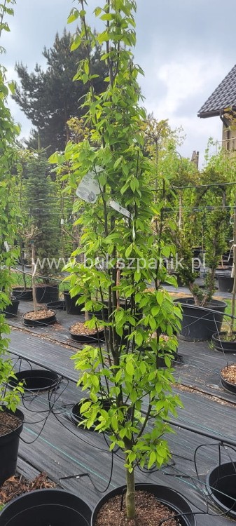 Grab pospolity FASTIGIATA - Carpinus betulus 200-240cm wys. 25l
