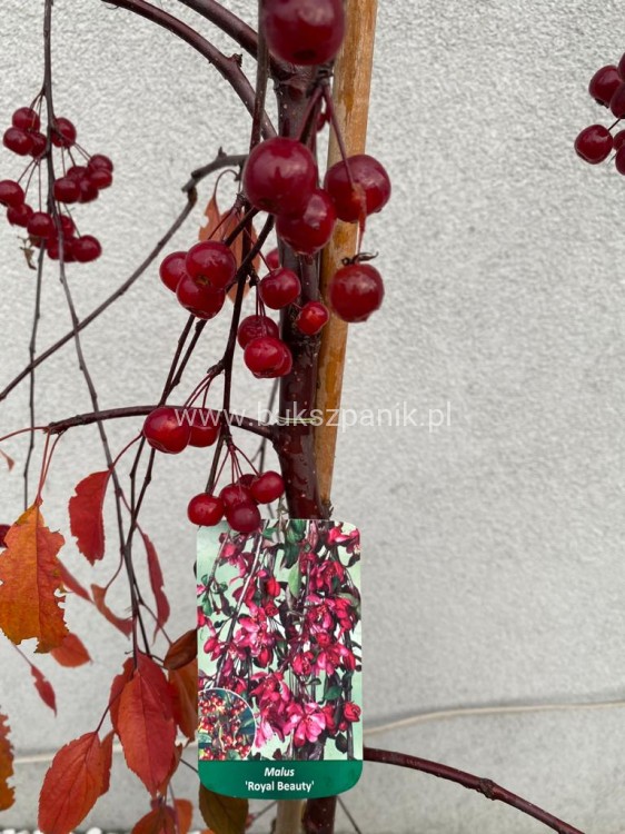 Jabłoń ROYAL BEAUTY- Malus C12; 220-250cm