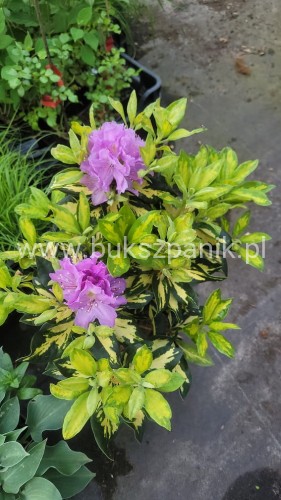 Różanecznik Blattgold- Rhododendron- Hybride wys. 25-30cm