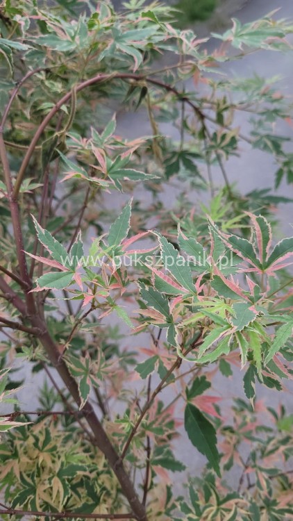 Klon palmowy BUTTERFLY - Acer palmatum , 140cm