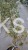 Klon palmowy BUTTERFLY - Acer palmatum , 140cm
