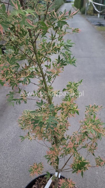 Klon palmowy BUTTERFLY - Acer palmatum , 140cm