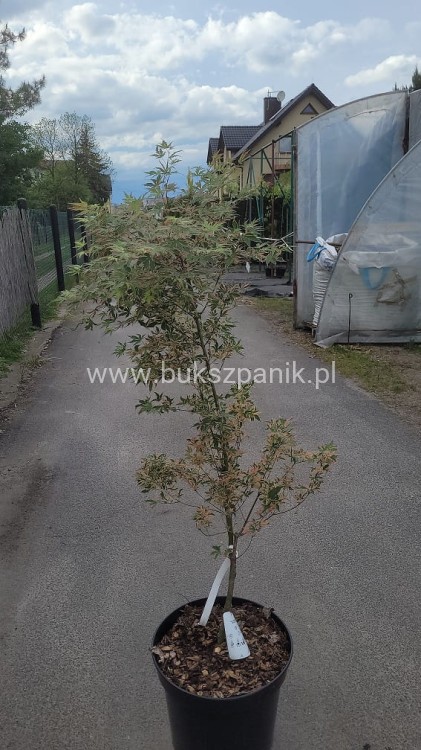 Klon palmowy BUTTERFLY - Acer palmatum , 140cm