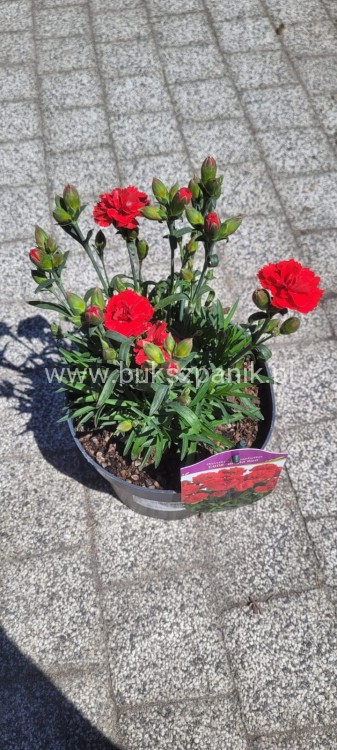 Goździk Dianthus caryophyllus Bright Red35 (