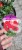 Goździk Dianthus caryophyllus Bright Red35 (