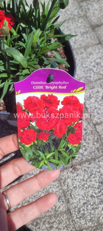 Goździk Dianthus caryophyllus Bright Red35 (