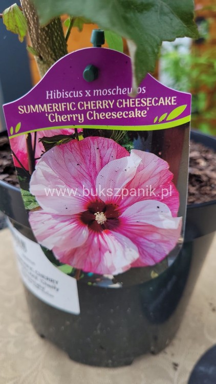 Hibiskus bagienny, bylinowy Cherry Cheesecake- Hibiscus moscheutos C3l