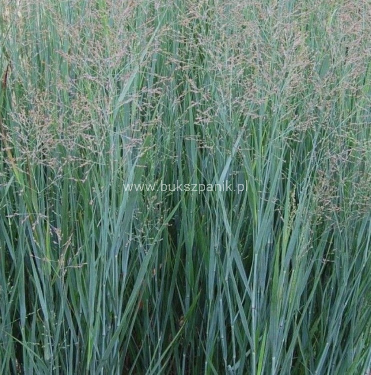Proso rózgowate- Panicum virgatum 'Prairie Sky' C5l