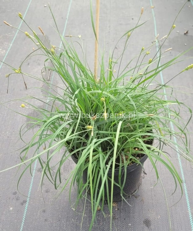 Turzyca Prosowata Pamira - Carex panicea