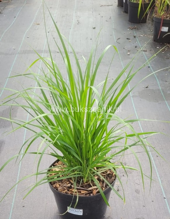 Rozplenica japońska Black Beauty - Pennisetum alopecuroides