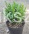 Bukszpan wieczniezielony- gryszpan  kulka  Buxus sempervirens