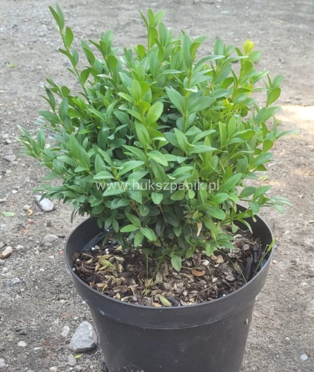 Bukszpan wieczniezielony- gryszpan  kulka  Buxus sempervirens