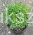 Bukszpan wieczniezielony- gryszpan  kulka  Buxus sempervirens