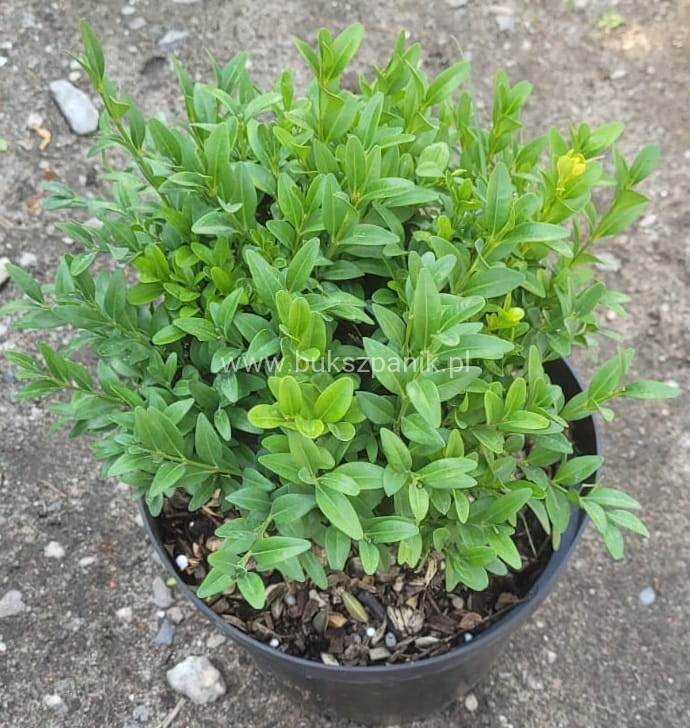 Bukszpan wieczniezielony- gryszpan  kulka  Buxus sempervirens