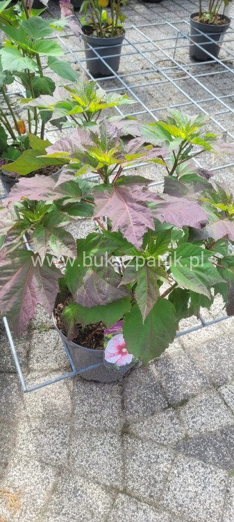 Hibiskus bylinowy/ bagienny SUMMERIFIC PERFECT STORM Hibiscus