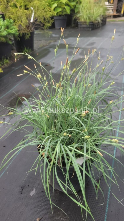Turzyca Prosowata Pamira - Carex panicea