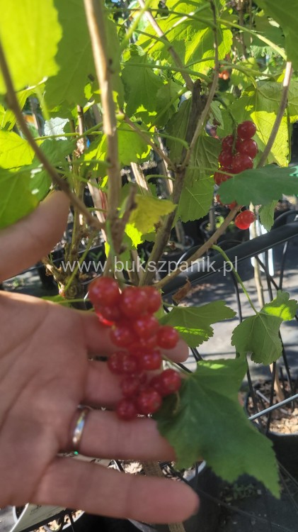 Porzeczka czerwona PA ROSETTA