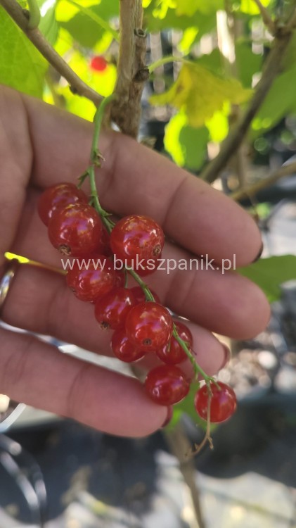 Porzeczka czerwona PA ROSETTA