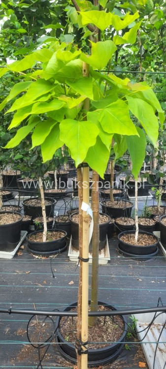 Catalpa Nana - Katalpa.jpeg