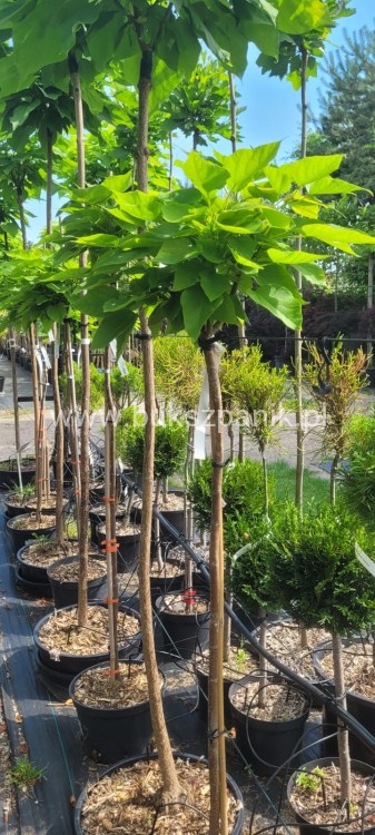 Catalpa Nana.jpeg