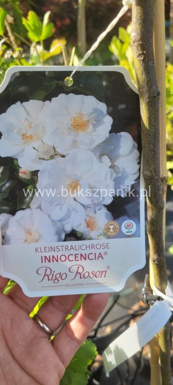 Róża INNOCENCIA 'Korstarnow' PA   3.jpeg