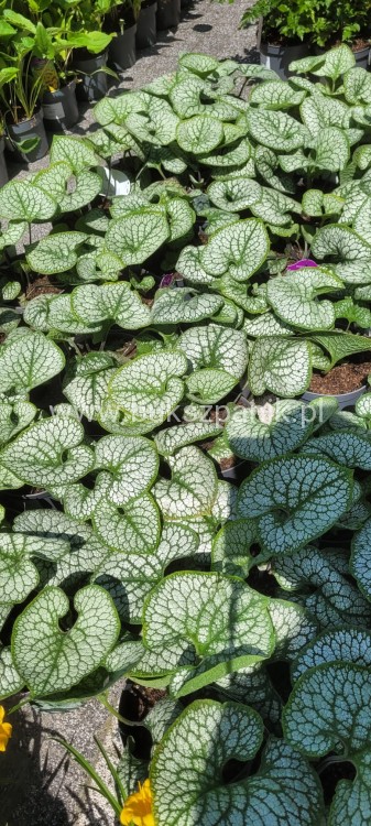 Brunnera sea.jpeg
