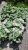 Brunnera sea heart.jpeg