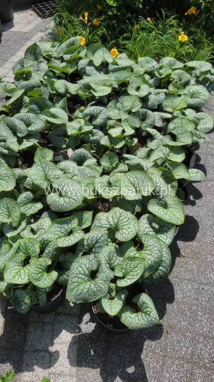 Brunnera sea heart.jpeg
