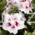Hibiskus syryjski Ketmia Starburst Chiffon