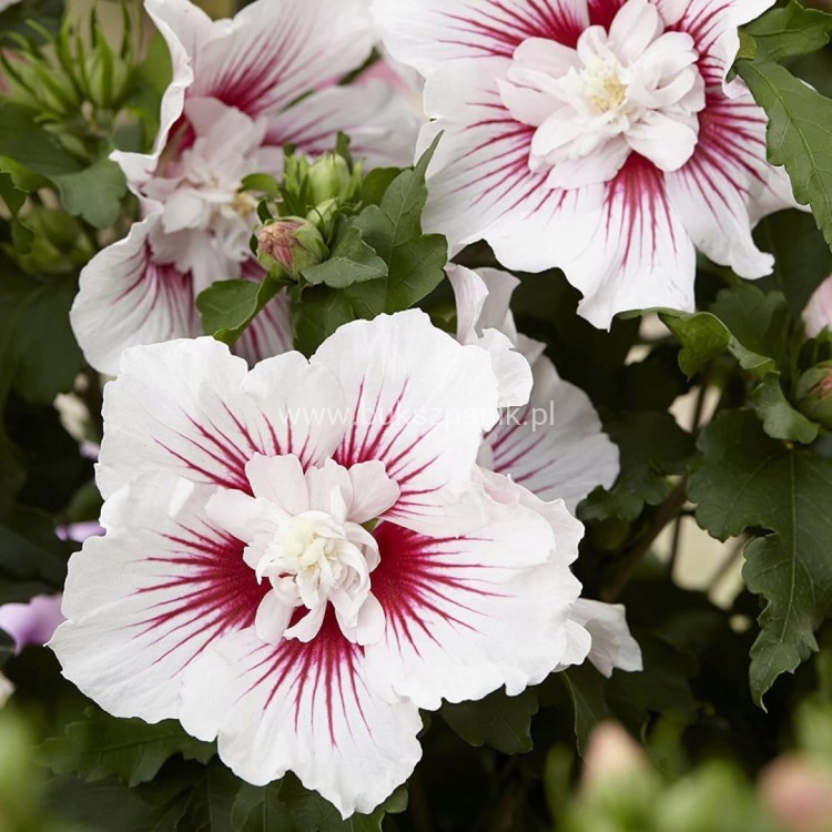 Hibiskus syryjski Ketmia Starburst Chiffon