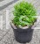 Suchodrzew chiński- Lonicera pileata 5l Moss green .jpeg